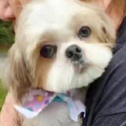 Shih Tzu puppies from Kinard's poodles and doodles