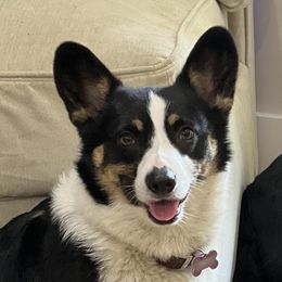 Teeter - Pembroke Welsh Corgi