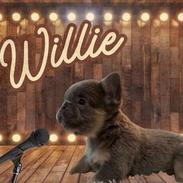 Willie - Blue male French Bulldog puppy in Ennis, Texas from Family Farm Frenchies