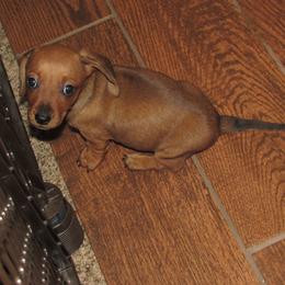 Red girl - Red female Dachshund puppy in Harvard, Illinois from Lori's Cavalier King Charles Spaniels & Dachshunds