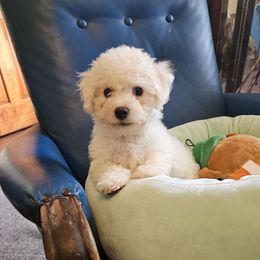 Purple - White and buff female Bichon Frise puppy in Chatham, Illinois from Bichon Frise Partnership