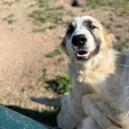 Martha Mae - Badger female Colorado Mountain Dog puppy in Colorado Springs, Colorado from Sharp Guardians and Goldens