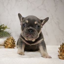 Bubbles - Blue female French Bulldog puppy in Citrus Heights, California from Cali Rooted Bullyz
