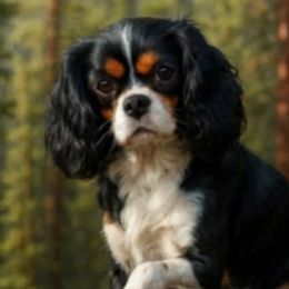 Winston - Cavalier King Charles Spaniel