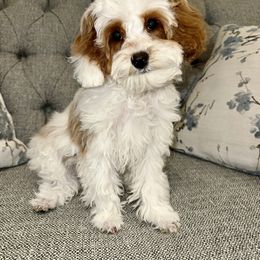 Cavapoo puppies from Ellas.Pups (Cavapoo)