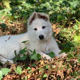 Berger Blanc Suisse Puppies from Moro Shepherds