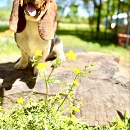 Teddy - Basset Hound