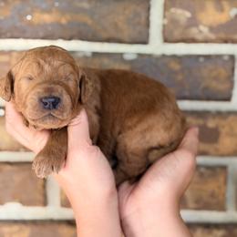 Sienna - Apricot female Goldendoodle puppy in Macclenny, Florida from Baker County Goldendoodles
