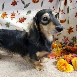 Dachshund All Grown Up from Heartland Dachshunds of So IL