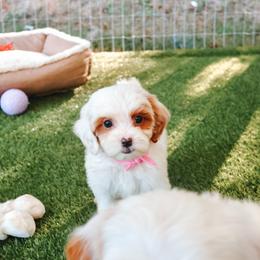 Birdie - Light Pink - Parti female Goldendoodle puppy in Ruthorfordton, North Carolina from Duncan Doodles Goldendoodles