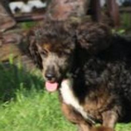 Rieva - English Springer Spaniel