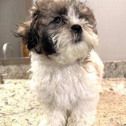 Shichon All Grown Up from Nona's Shichons