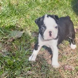 Flounder - Black brindle and white male Boston Terrier puppy in London, Kentucky from Antjie Boston