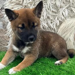 Hoshi - Sesame male Shiba Inu puppy in Chelsea, Oklahoma from Elite Puppies of Oklahoma, LLC
