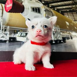 Aphrodite - White merle female American Corgi puppy in Cocoa, Florida from Cascadian Space Coast Corgis LLC