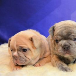 French Bulldog Puppies from DeSollar French Bulldogs