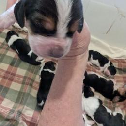 Blue - Black white and brown male Basset Hound puppy in Clio, Michigan from Nancy's Basset Hounds
