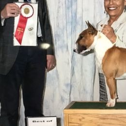 Miniature Bull Terriers from TerrraNova Miniature Bull Terrier