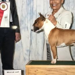 Miniature Bull Terriers from TerrraNova Miniature Bull Terrier