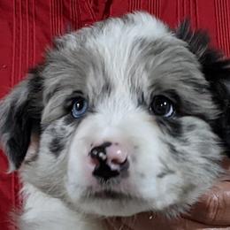 Girl 4 - Border Collie puppy in Kingston, Ohio from Old Hickle Place
