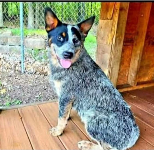 Tucker - Australian Cattle Dog
