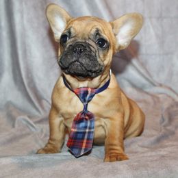 Boxer, Bulldog, and French Bulldog Puppies from Hillview Kennels