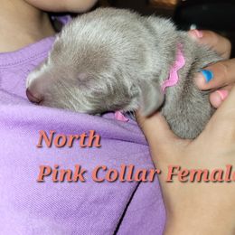 Weimaraner Puppies from Desert Rose Weimaraners