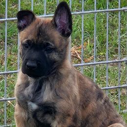 Dutch Shepherd Puppies from MAC K9 Dutch Shepherds