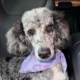 Drama - Poodle
