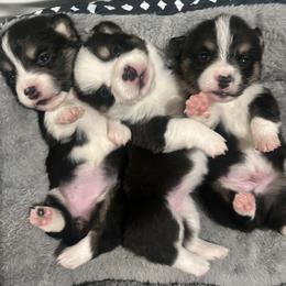 American Corgi and Pembroke Welsh Corgi Puppies from High Cotton Corgis