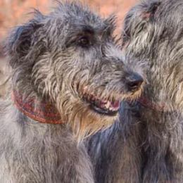 Irish Wolfhounds from Bellemere Irish Wolfhounds