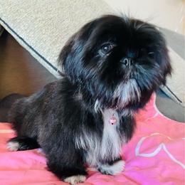 Chloe - female Companion Cross puppy in Coalinga, California from Precious Paws Shih tzus