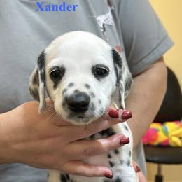 Xander - White and black male Dalmatian puppy in New Jersey from Prestige Dalmatians