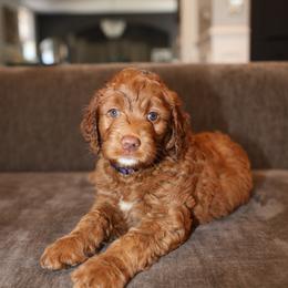 Purple Fortune - Red  female Goldendoodle puppy in Chicago, Illinois from Dos&CoKennels