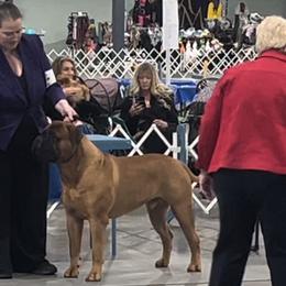 Bullmastiffs and Shetland Sheepdogs from RCS Kennels