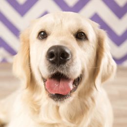 Daisy - Golden Retriever