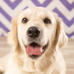 Daisy - Golden Retriever