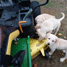 Labrador Retriever Puppies from Taylor Maid Labradors