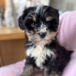 Maisey - Black tri-color female Aussiedoodle puppy in Lowville, New York from Adirondack Labradoodles