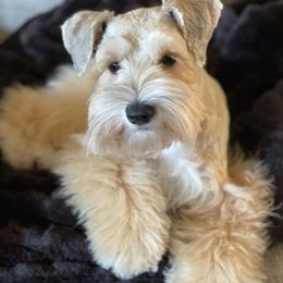Miniature Schnauzers from Tiffanys Schnauzers