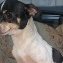 Vaquita - Chihuahua