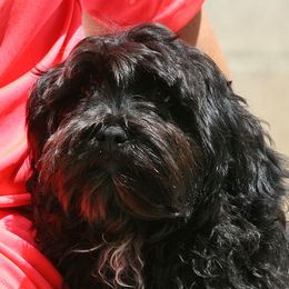 WINK is crate trained has video - Black male Russian Tsvetnaya Bolonka puppy in West Plains, Missouri from Must Be Frenchies & Crown Of Curls Bolonka