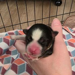 Rumi - Tri-color female Pomsky puppy in Sumter, South Carolina from Emerald Skies Pomskies