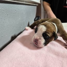 Girl 2 Lt Blue - Boxer puppy from Seufzer's Boxers