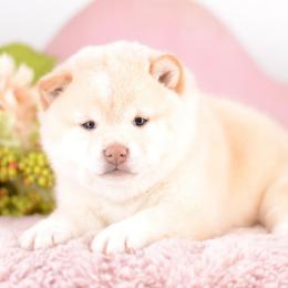 Norie - Cream Girl - Cream female Shiba Inu puppy in Neosho, Missouri from Sunny Terrace Shibas