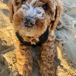 Goldendoodle and Poodle Puppies from Krispy Doodles