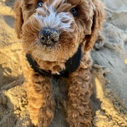 Goldendoodle and Poodle Puppies from Krispy Doodles