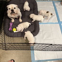 Bulldog Puppies from Pitts Kennel
