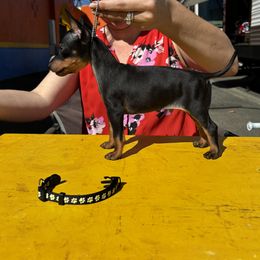 Boy 1 - Manchester Terrier puppy from Tango Kennels