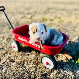 Will The Wise - Red merle male Aussiedoodle puppy in Dunn, North Carolina from Sandy Creek Kennels